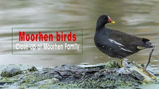 Moorhen birds  Moorhens feeding technique  Motherly love in the wild  Closeup of Moorhen Family [upl. by Kordula]