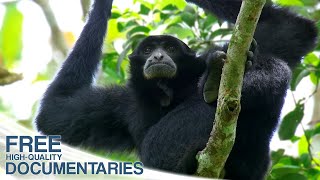 Gibbons  The Protectors of the Forest [upl. by Urbani827]