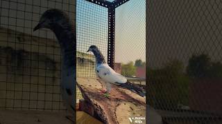 New aasmani high flyer pattha 🕊🔥💫  attitude pigeon video kabutar flyingpigeon viralvideo [upl. by Aicilyt]