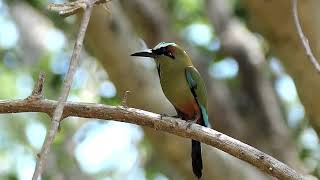 Turquoisebrowed Motmot  Birds of Costa Rica  Rare birds birds nature wildlife [upl. by Niarb70]