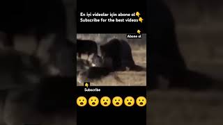 BEAR VS WOLVES animals wildlife subscribe wolf youtubeshorts shorts youtube love nature [upl. by Raddie]