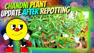 quotChandni Plant Update After Repotting  Healthy Growth Progress After a Few Daysquot [upl. by Winser]