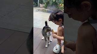 Kaaih makan kucing hamil🥹 pecintakucing kucinglucu [upl. by Llesirg]