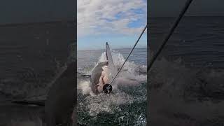 Big Breach By Great White Shark [upl. by Alocin37]