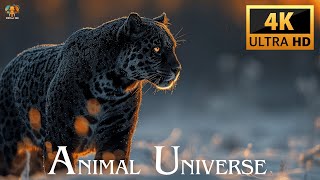 ANIMAL UNIVERSE 4K ULTRA HD [upl. by Tavish]