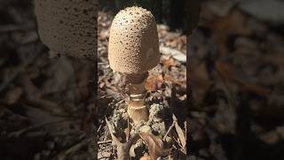 Freckled dapperling natural mushroomlife mushroom mushrooming foraging nature organic beauty [upl. by Abbe]