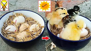 Egg hatching without Egg Incubator  Hatched chicks in sunlight [upl. by Trofmoc]