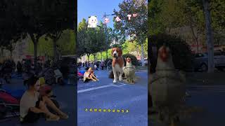 Dog Hen Whats wrong Special effects production please dont take it seriously [upl. by Ycnaf]