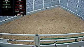 Everson Auction Market Live Stream 11112024 [upl. by Niltac]