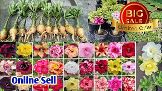 grafted adenium plant online sell very cheap price horticultureking [upl. by Indnahc]