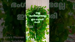 Pilea creeping Charlie pleasesubscribemychannel plantsngardensplants gardeningnew nature [upl. by Marco]