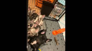 French bulldogs 808🌴puppy dogfrenchie fun [upl. by Meekah134]