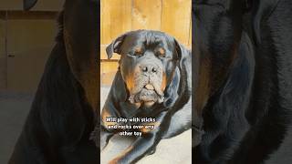 Yup 😌 cute rottweiler englishbulldog rottweilerpuppy bulldog puppy dog dogs fyp pet pets [upl. by Iz151]