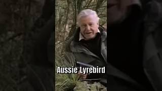 Australias Lyrebird The Ultimate Sound Mimic [upl. by Ahseniuq]