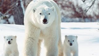 Why don’t Polar Bears eat penguins Fun Facts About Polar Bear [upl. by Manno651]