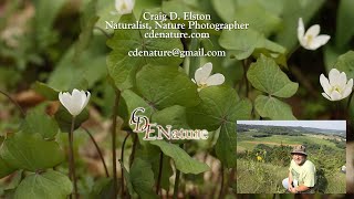 Botanical Quest Documenting Michigan’s Rare Native Flora Through Photography [upl. by Madoc]