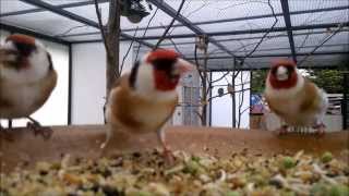 Stieglitz Zucht jilguero 2014birds goldfinch chardonneret [upl. by Eelreveb]