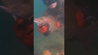 HARD FISH to catch 🐟 fishing chassesousmarine spearfishing dubai [upl. by Ittak]