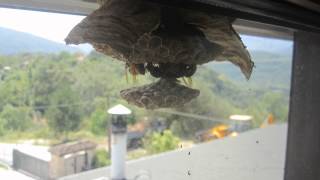 Earlier timelapse video of wasp nest [upl. by Ardnassac]