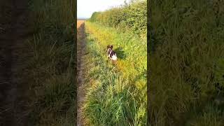 Saturday morning and 10c Sprocker run sprockerspaniel spaniel bikejoring traildog [upl. by Purington]