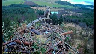 Llyn Clywedog 1 Osprey Nestā€ļø¸010424 [upl. by Nuriel241]