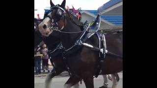 Applefest parade in New Boston [upl. by Ardnekahs]