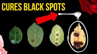 NO MORE BLACK SPOTS 🤯 How To Prevent Black Spots On Rose Leaves [upl. by Itin]