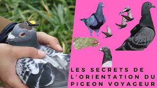 Les secrets de lorientation du pigeon voyageur [upl. by Behrens]