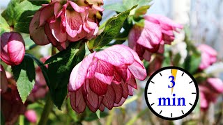 3 Minute Hellebore Tour  So Many Flowers [upl. by Levey576]