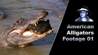 Alligator Eats Turtle Stock Footage [upl. by Olag]