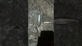 Fishing the fox River dam Fishing Catfish Bluegill Viral Shorts [upl. by Rochette]