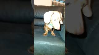 Wiener dogs weiner dog how did you get so longwiener dog [upl. by Pauwles461]