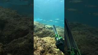 Capture dun poisson chassesousmarine chasseurs fishing fish spearfishing shots seafood [upl. by Rawlinson]