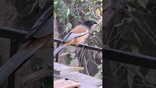 Rufous treepie bird early morning 🦅🐦🐤🐥 rufoustreepie birdsphotography goodmorning [upl. by Cul80]