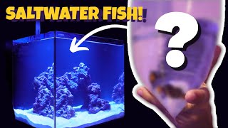 FINALLY BUYING FISH for The 20G SALTWATER AQUARIUM HOW TO Acclimate YOUR Fish [upl. by Amersham602]