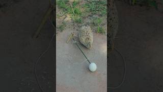 Awesome Creative Quail Trap Technique ytshorts youtubeshorts [upl. by Burrow]