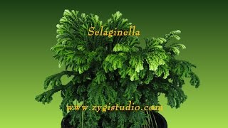 Timelapse of Growing Selaginella Plant [upl. by Arat]