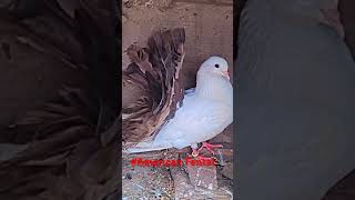 American Fental pigeon american kabootar fancypigen allhallowsday [upl. by Weiler]