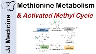 Methionine Metabolism and Activated Methyl Cycle  Pathway and Purpose [upl. by Onivag356]