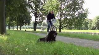 Platz auf Entfernung erste Übungen Hundeschule Hundetraining Hunde 1x1 in Datteln [upl. by Gates]