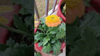 Gerbera permanent plant flowers nature gardening amazing love happiness video youtube [upl. by Enimaj]