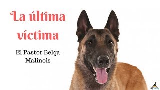 La última víctima El Pastor Belga Malinois [upl. by Amarette]