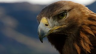 POV Eagle Flight  Natural World Super Powered Eagles  BBC Earth [upl. by Wilscam]