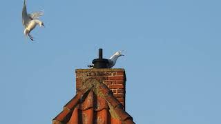 Fugle på en skorsten  Birds on a chimney [upl. by Yard775]