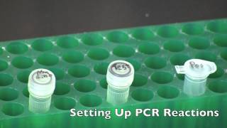 GMO Detection by PCR [upl. by Orofselet]