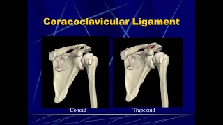 Anatomy of the coracoclavicular ligament Trapezoid and conoid ligaments [upl. by Dlared]