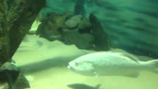 Jenkinsons aquarium nj fish [upl. by Eelreveb]