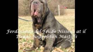 il Drago Neapolitan Mastiffs [upl. by Kcirevam243]