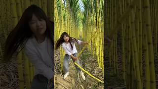 “HighYield Sugarcane Harvesting Maximizing Productivity with Efficient Techniques [upl. by Emor]