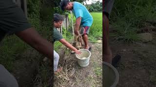 Countryside  Harvesting Tilapia [upl. by Imhsar]